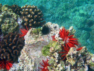Maui 2009