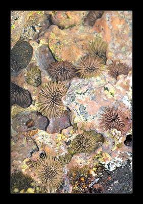 Tide Pool