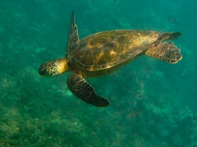 Maui Turtle DPS