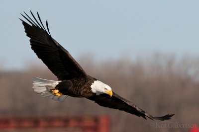 Eagle