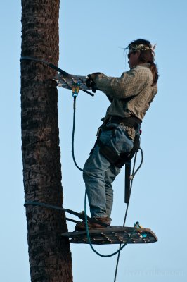 Palm Tree Trimmer