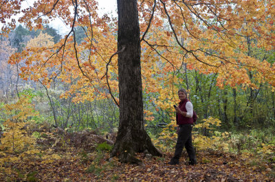 Porcupine Mountains Wilderness