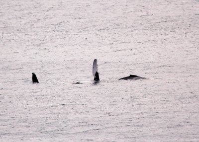 Whales