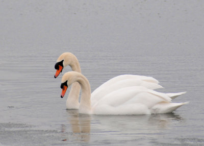 Swans Wolf Lake
