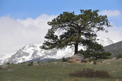 Lone Tree