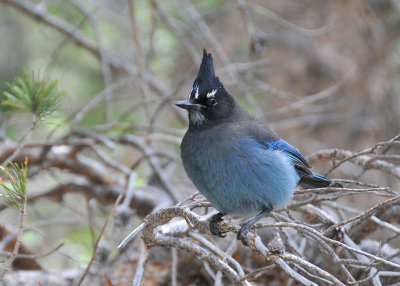 Steller's Jay