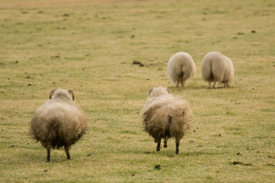 The Icelandic Sheep