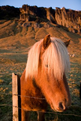 The Icelandic Horse