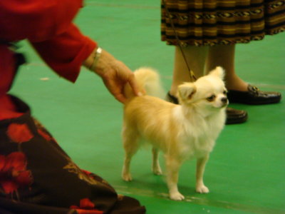 Chis showing in Best of Variety ring-DSC00720.JPG