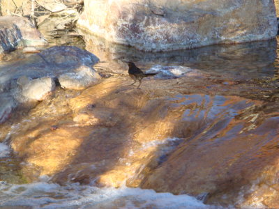 Bird at Bass Pro