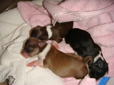 Three newborns