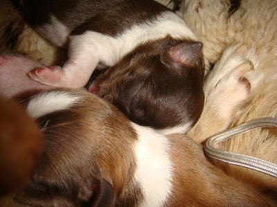 1 day old-choc. female and red male