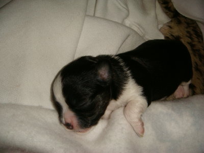 8 days old black girl