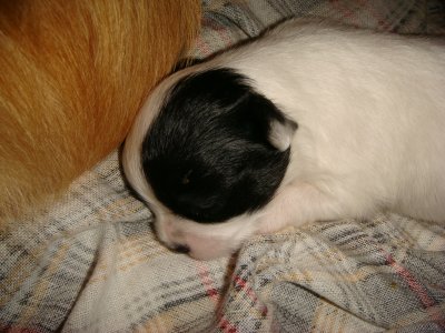 15 days old-Spotted girl