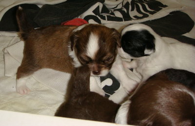 21 Days old Spotted girl & 22 days old Choco boy