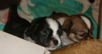 24 days old-Black girl and Red-Choco boy