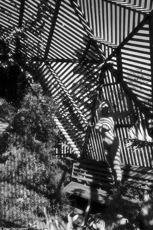 IMG_3891 (Venetian Blind) photo - David Winge photos at pbase.com