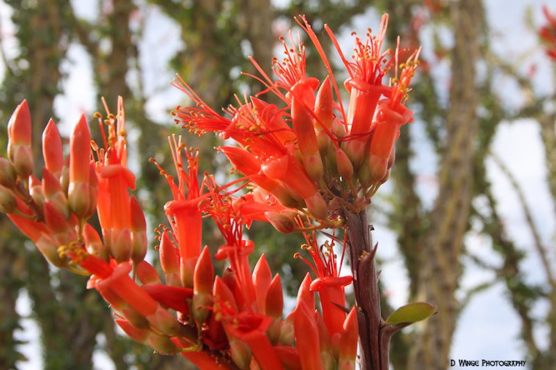 Ocotillo Flower