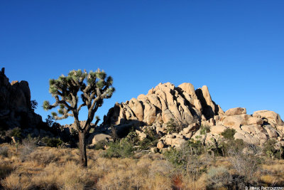 IMG_1012 Desertmagicscape
