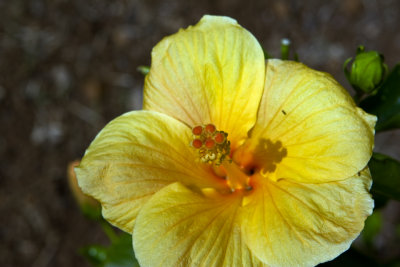 flowers 2007