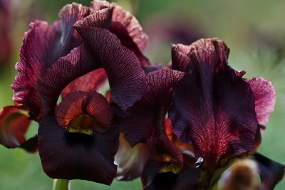 Iris atropurpurea .jpg