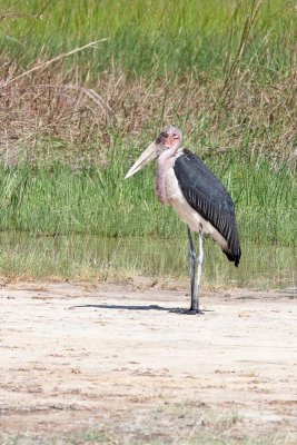 Marabou Stork