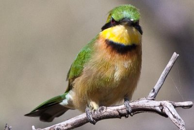 Little Bee-eater