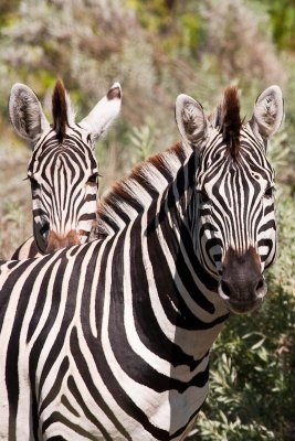 Zebra