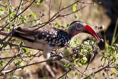 Red-billed Hornbill