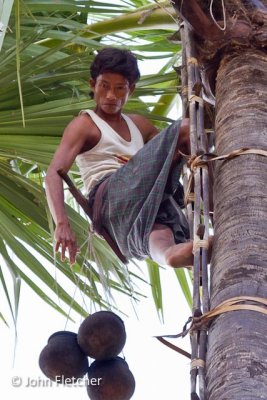 Gathering Toddy Palm Sap