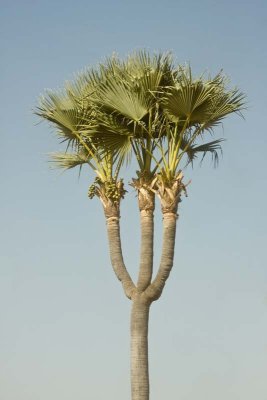 Jelly Palm Tree