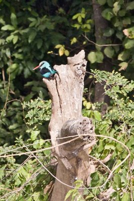 Blue-breasted Kingfisher