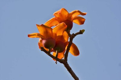 Royal Silk Cotton Tree Flower