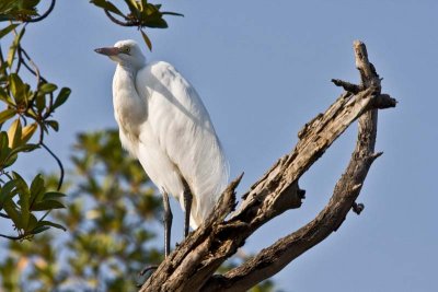 Great White Egret