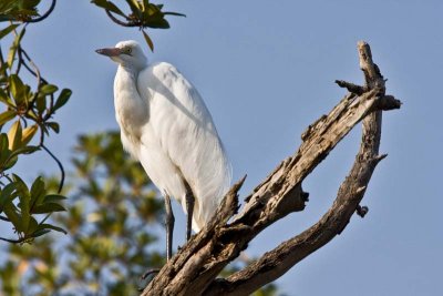 Great White Egret