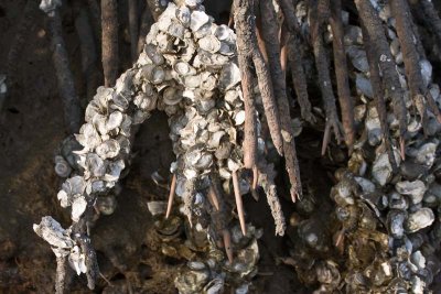 Oyster Shells on Mangrove Roots