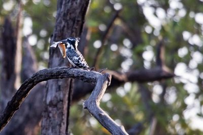 Pied Kingfisher with Dinner