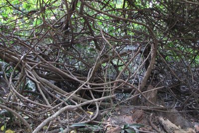 A Tangle of Vines