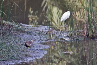 Wattled Plovers & White Heron