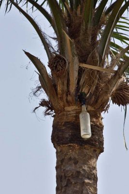 Sap Collection Bottle for Palm Wine