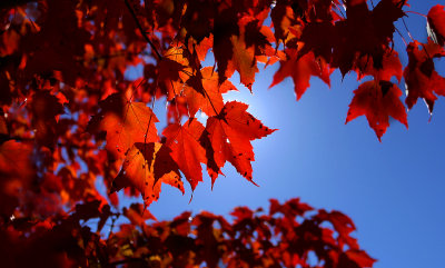 fall_2010
