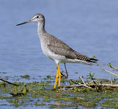 GREATER YELLOW LEGS  _JCP0729.jpg