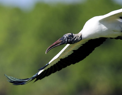 storks