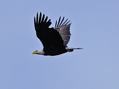 FGCU Wildlife 1