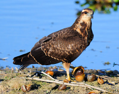 Everglades 'snail' Kite