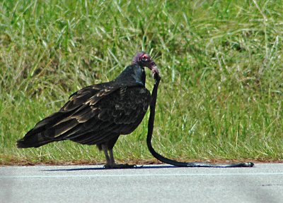 DSC_0460 crop.jpg