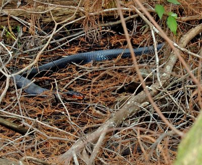 DSC_2691 crop2.jpg