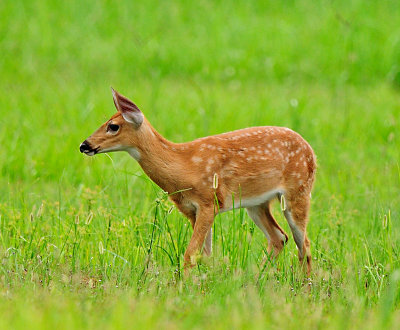 deer