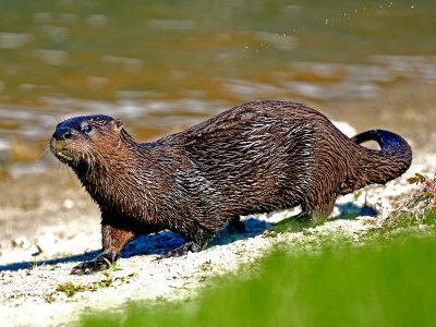 RIVER OTTER.jpg