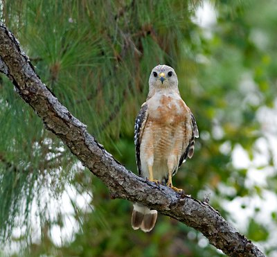 Red Shoulder Hawks